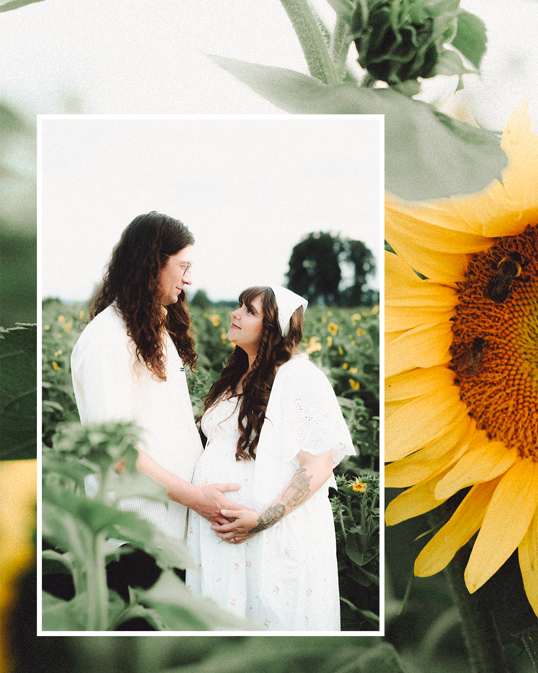 Lovestory Pregnancy Announcement Among the Sunflowers of the Wooden Shoe Tulip Farm — photograph 21 of 39